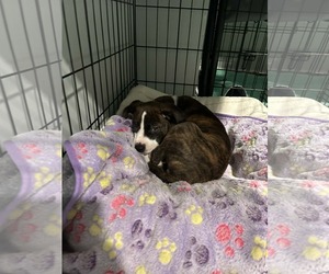 Bogle Dogs for adoption in Mechanicsburg, PA, USA