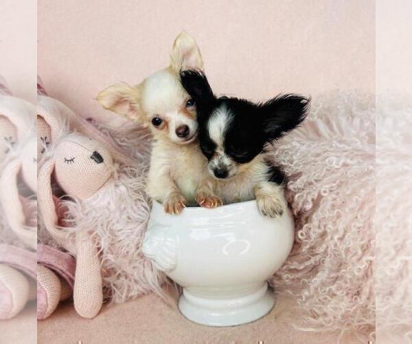 Medium Photo #2 Chihuahua Puppy For Sale in LEWISVILLE, TX, USA