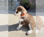 Small Photo #2 Siberian Husky Puppy For Sale in FORT WAYNE, IN, USA