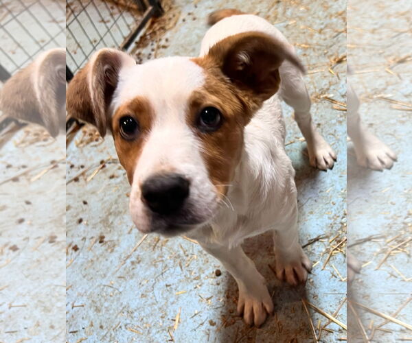 Medium Photo #2 Mutt Puppy For Sale in Tracy City, TN, USA