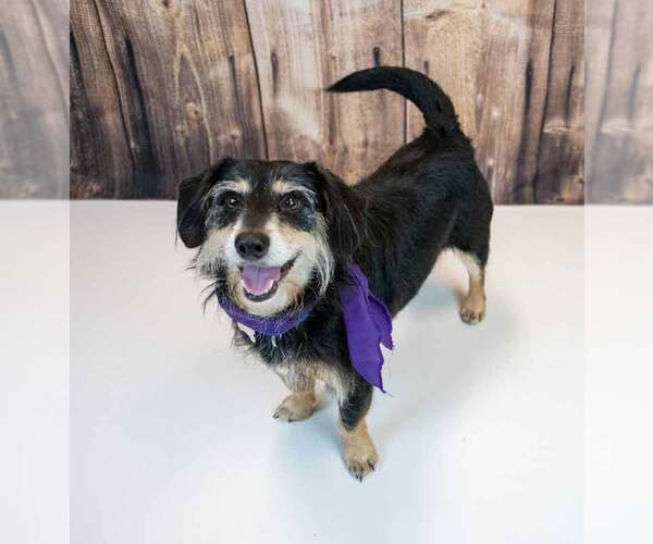 Medium Photo #2 Dachshund-Unknown Mix Puppy For Sale in Kennesaw, GA, USA