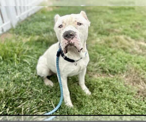 Dogo Argentino Dogs for adoption in MIDWAY, UT, USA