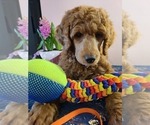 Small Photo #6 Poodle (Standard) Puppy For Sale in JOPLIN, MO, USA