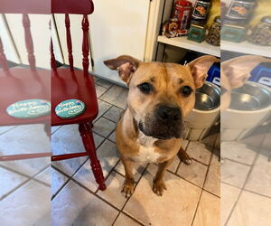 American Staffordshire Terrier-Unknown Mix Dogs for adoption in Lawrenceville, NJ, USA