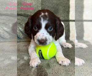 Medium English Springer Spaniel