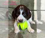 Puppy Puppy 3 English Springer Spaniel