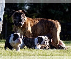 Mother of the Olde English Bulldogge puppies born on 03/30/2022