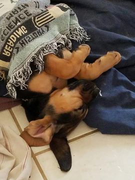Medium Photo #1 Bloodhound Puppy For Sale in KINGWOOD, TX, USA