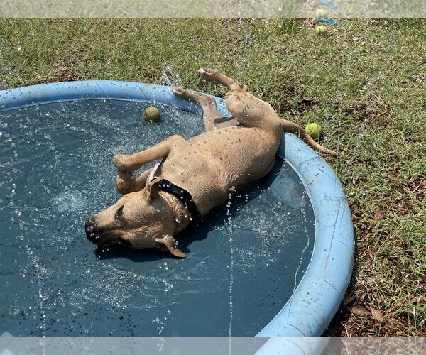 Medium Photo #12 American Pit Bull Terrier-Chinese Shar-Pei Mix Puppy For Sale in Rustburg, VA, USA