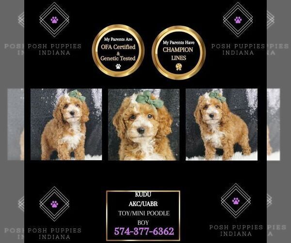 Medium Photo #1 Poodle (Miniature) Puppy For Sale in WARSAW, IN, USA