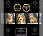 Small Photo #1 Poodle (Miniature) Puppy For Sale in WARSAW, IN, USA