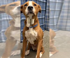 Pointer-Unknown Mix Dogs for adoption in Rosenberg, TX, USA