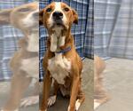 Small Pointer Mix