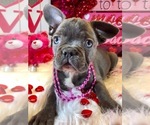 Small Photo #5 French Bulldog Puppy For Sale in HEATHROW, FL, USA