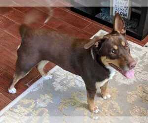 Shepradors Dogs for adoption in CALLAWAY, FL, USA