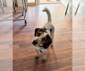 Beagle Dogs for adoption in Las Vegas, NV, USA