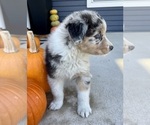 Small #6 Australian Shepherd