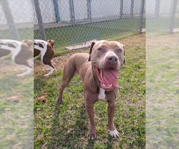 Medium Photo #2 Mutt Puppy For Sale in Texas City, TX, USA