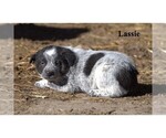 Small #14 Australian Cattle Dog-Border Collie Mix