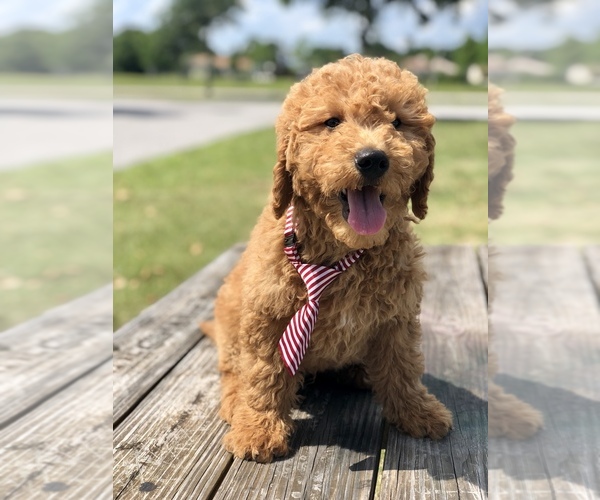 Medium Photo #3 Goldendoodle Puppy For Sale in KISSIMMEE, FL, USA