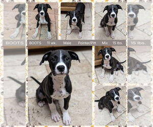 Medium American Pit Bull Terrier-Pointer Mix