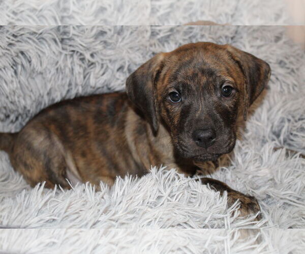 Medium Photo #2 Mountain Cur-Unknown Mix Puppy For Sale in Plainfield, IL, USA