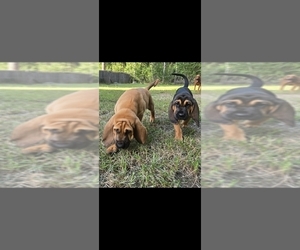 Bloodhound Puppy for Sale in FOLSOM, Louisiana USA