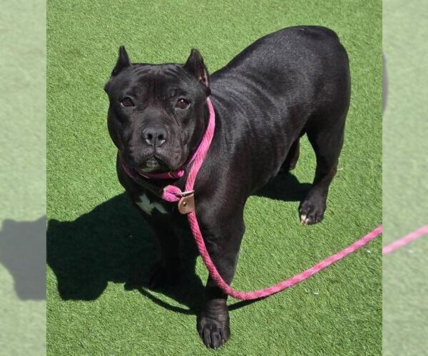 Medium Photo #1 American Pit Bull Terrier Puppy For Sale in Sacramento, CA, USA