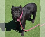 Small American Pit Bull Terrier