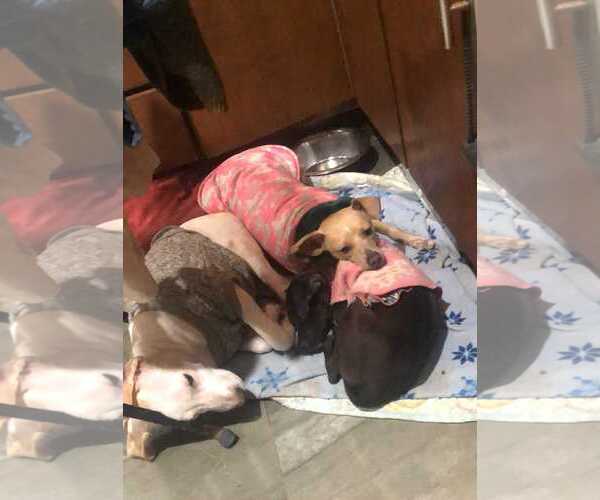 Medium Photo #5 Miniature Pinscher-Unknown Mix Puppy For Sale in Escondido, CA, USA