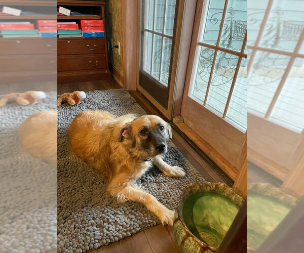 Medium Photo #7 Golden Retriever-Unknown Mix Puppy For Sale in Germantown, OH, USA