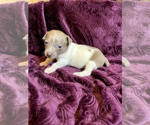 Rat Terrier Puppy for sale in BROOKSVILLE, FL, USA