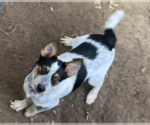 Small #1 Mutt