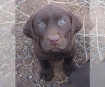 Small Photo #20 Labrador Retriever Puppy For Sale in BENTS FORT, CO, USA
