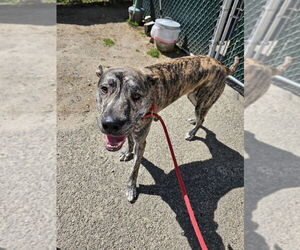 Labrador Retriever-Unknown Mix Dogs for adoption in Brewster, NY, USA