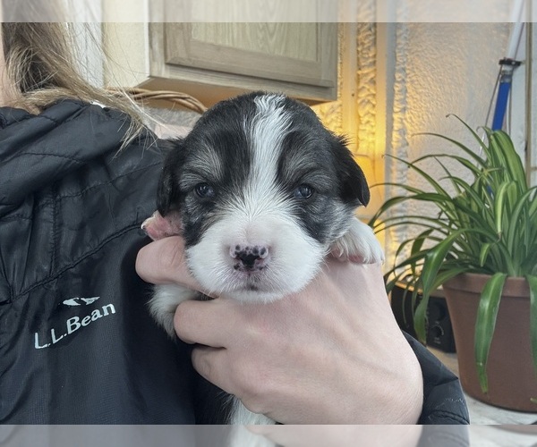 Medium Photo #2 Pembroke Welsh Corgi Puppy For Sale in COBLESKILL, NY, USA