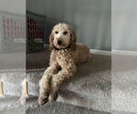 Small #1 Golden Retriever Mix