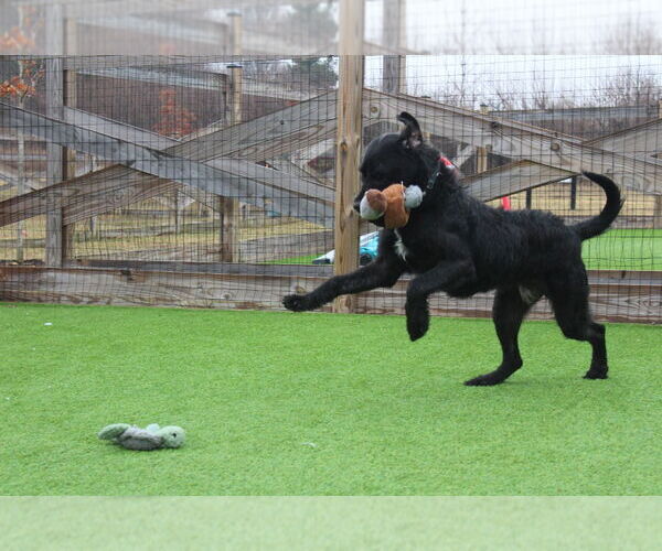 Medium Photo #4 Mutt Puppy For Sale in Chestertown, MD, USA