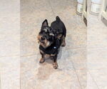 Small #1 Australian Terrier-Cairn Terrier Mix
