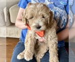 Small Goldendoodle (Miniature)