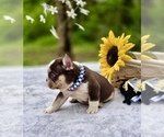 Small #6 French Bulldog