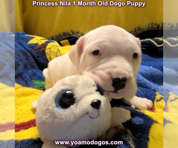 Medium Photo #38 Dogo Argentino Puppy For Sale in JANE, MO, USA