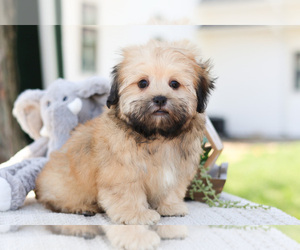 Havashu Puppy for sale in SYRACUSE, IN, USA