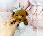 Small Poodle (Toy)