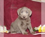 Small Photo #1 Labrador Retriever Puppy For Sale in STEWARTSTOWN, PA, USA