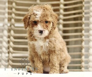 Goldendoodle (Miniature) Puppy for sale in LANCASTER, PA, USA