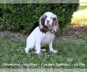 Mother of the Cockapoo (Miniature) puppies born on 05/29/2026