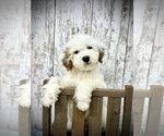 Image preview for Ad Listing. Nickname: Spot