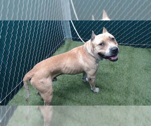 Medium Photo #1 Mutt Puppy For Sale in Downey, CA, USA