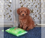 Small #2 Poodle (Miniature)